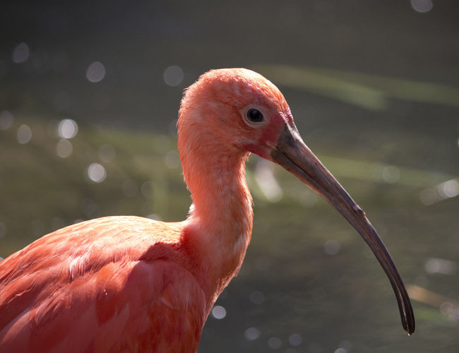 Close-up of scarlet ibis
