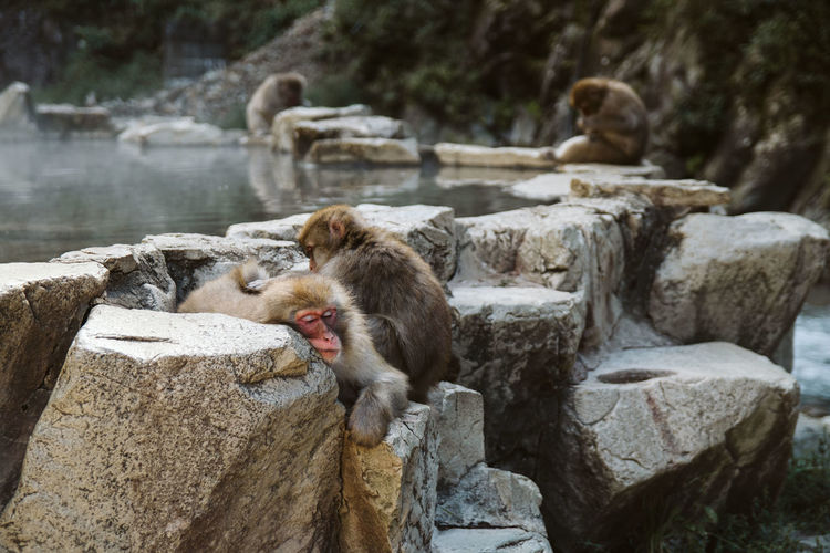 Monkeys sitting on rock in forest