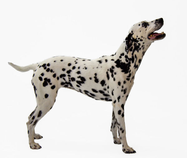 View of a dog over white background