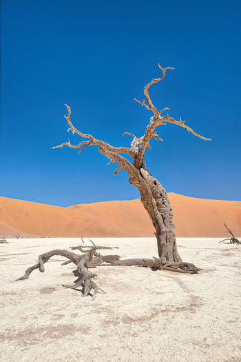 Dead vlei in naukluft national park, namibia, taken in january 2018