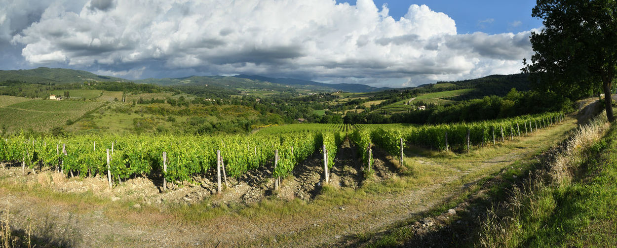 Panoramic view of vineyard against sky