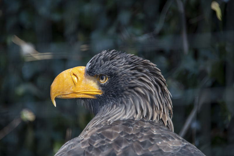 Headshot of an eagle with black feathers and yellow beak