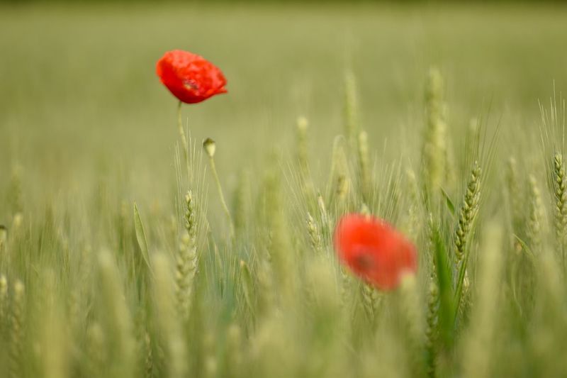 Close-up of red poppy in field
