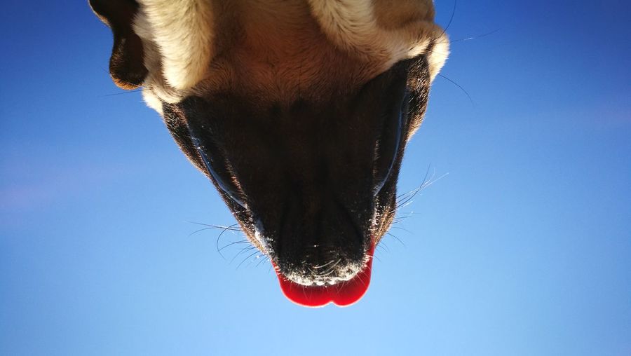 Close-up of horse against clear blue sky
