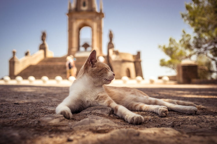Streetcat lying relaxing in front of monument against sky, santuari de sant salvador, mallorca 