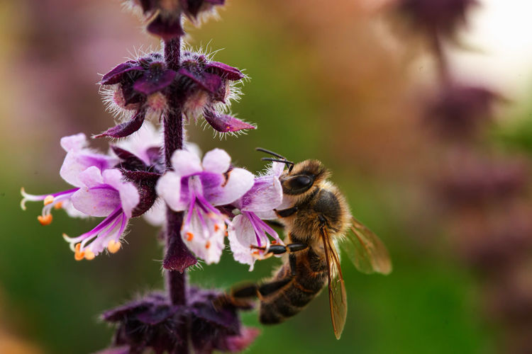 Close-up of bee pollinating on flower