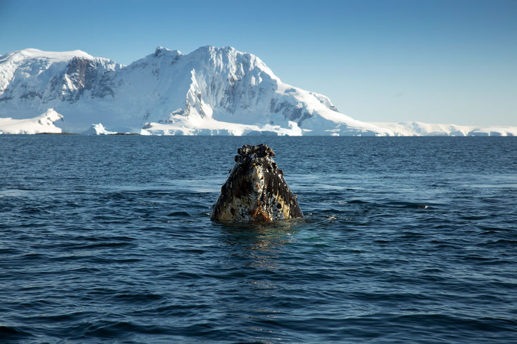 Head of humback whale close with snowcapped mountains in the background at sunny day in antarctica.