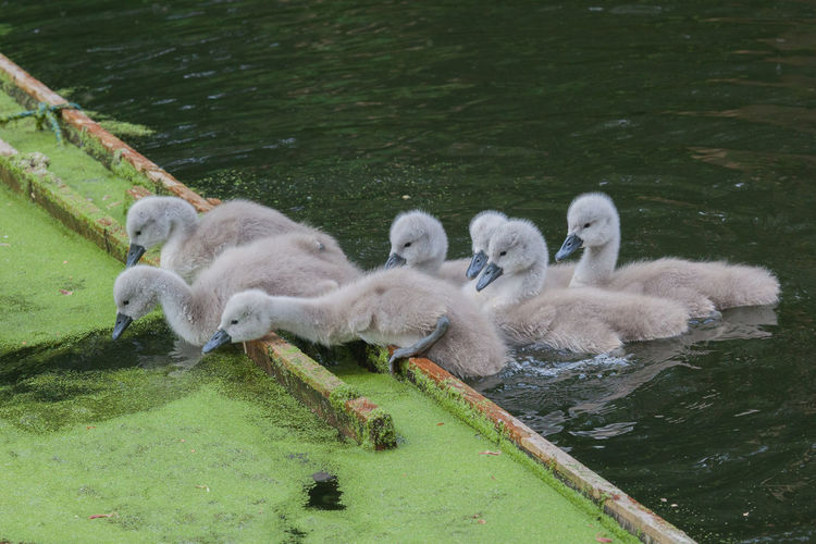 Close-up of cygnets in pond