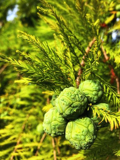 Close-up of berries growing on tree