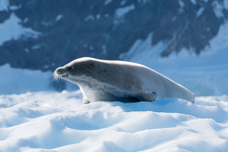 Close-up of sea lion on snow