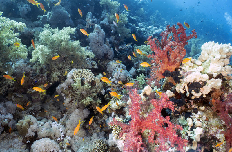 Coral reefs in the red sea, egypt