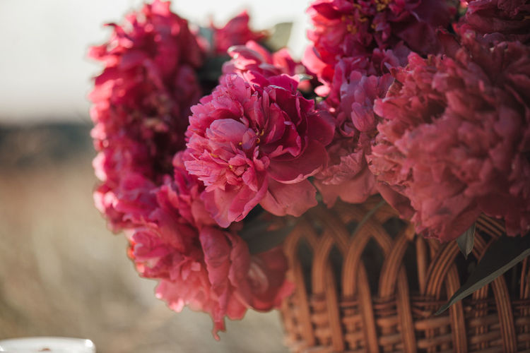 CLOSE-UP OF PINK ROSES