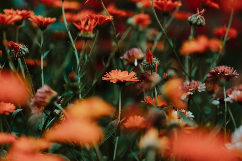 Close-up of flowering plants on field