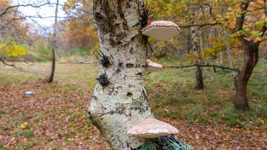 Mushroom growing on tree trunk in forest
