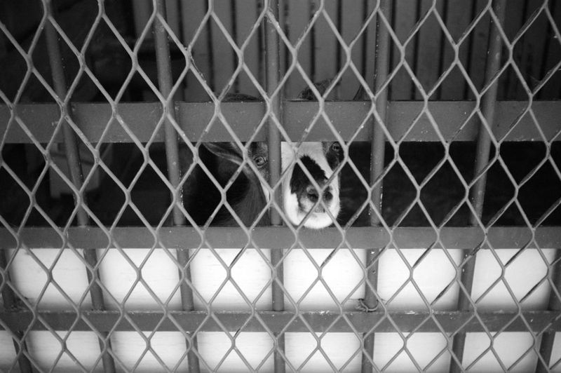 Goat seen through chainlink fence