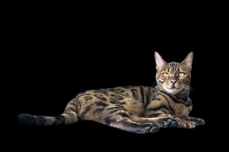 Bengal cat lying down and looking at camera. isolated on black background.