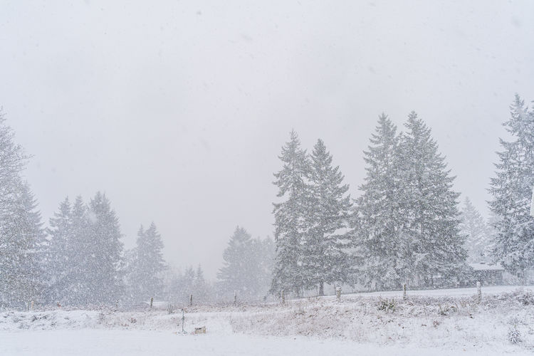 Pine trees on field during winter