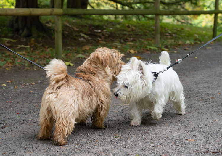 White dogs on footpath