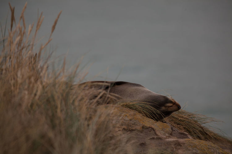 Close-up of sea lion sleeping on shore 