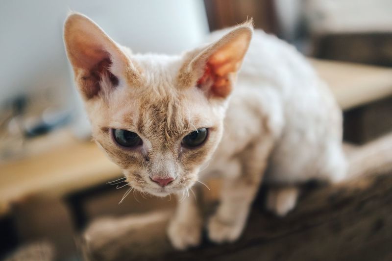 Close-up of kitten sitting on table