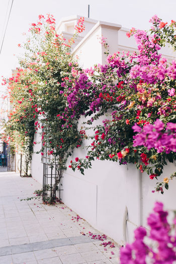 Pink bougainvillea growing over a white wall in todos santos, mexico