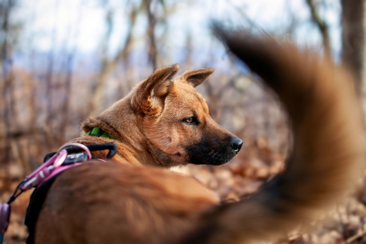 Close-up of a dog looking away