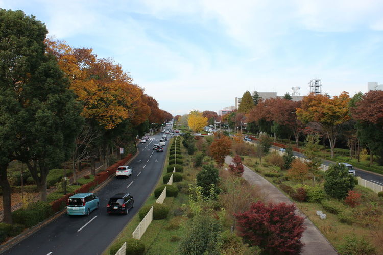 Cars on road amidst trees in city against sky