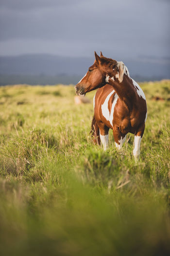 Brown and white spotted horse standing in grassy field on stormy day