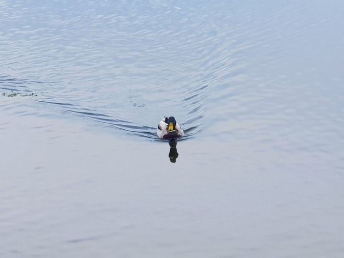 High angle view of man swimming in water