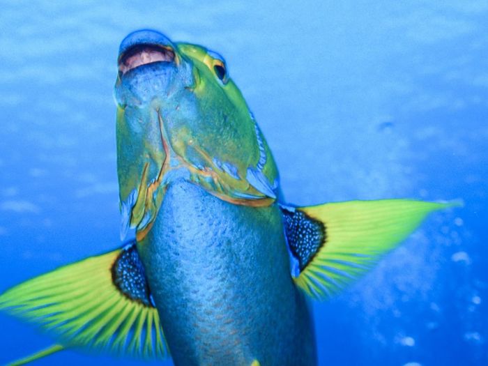 Close-up of an animal