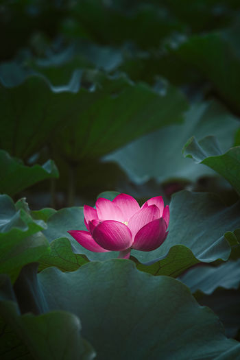 Dark red lotus flower with lotus leafs as background