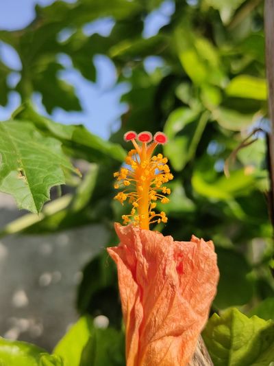 Close-up of yellow hibiscus flower