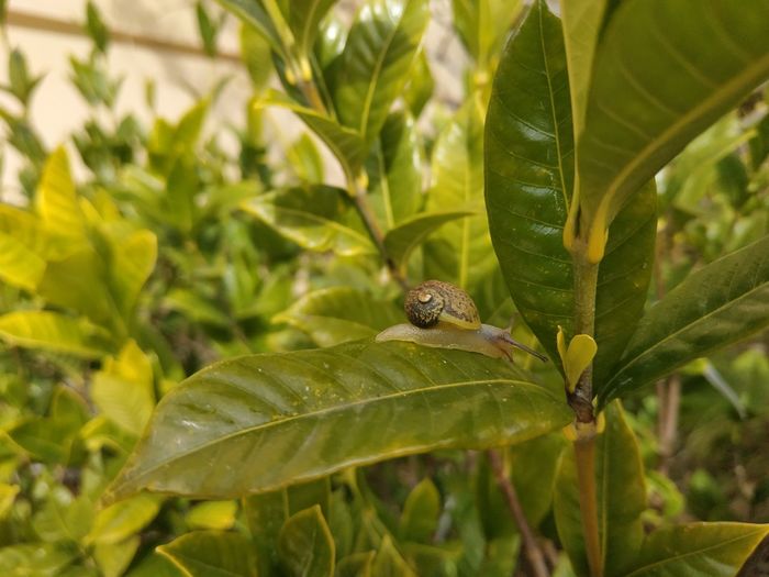 Close-up of snail on leaves