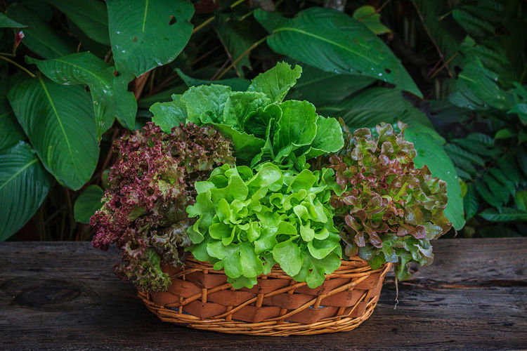 Fresh vegetables in wicker basket on table against plants