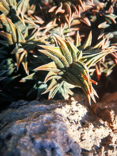 Close-up of plant growing on rock