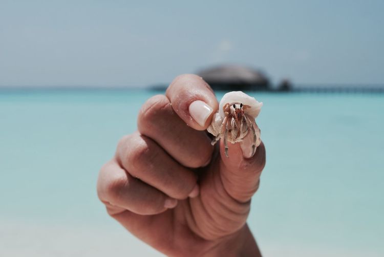 Cropped image of hand holding hermit crab at beach against sky