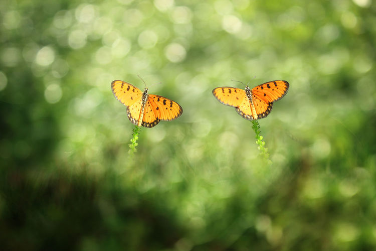 butterfly