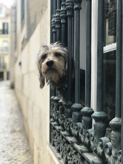 Portrait of dog looking through railing