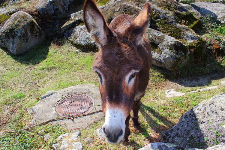 animal