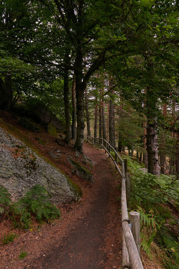 View of trail along trees in forest