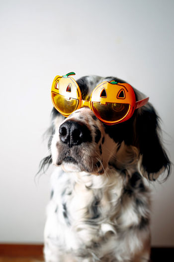 Spotted dog in halloween glasses