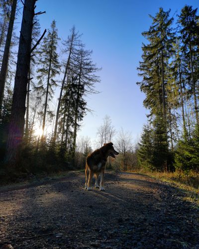 Dog standing in a forest