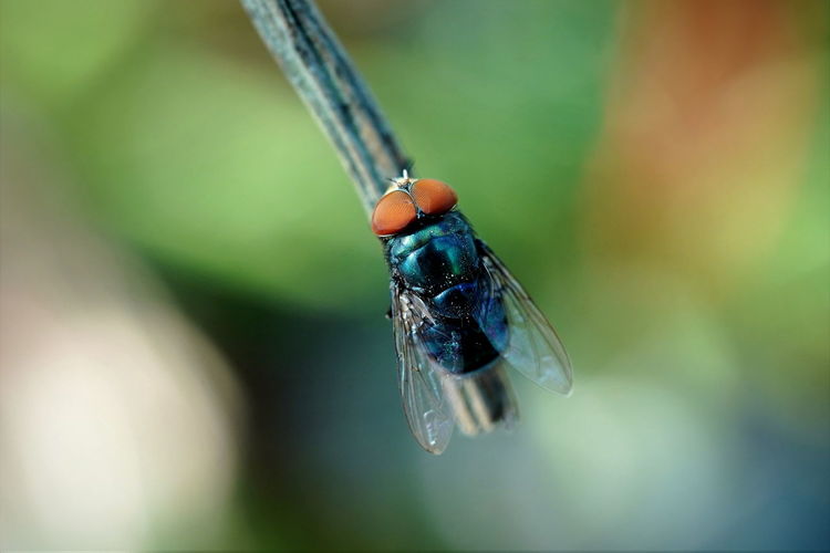 Photos of a housefly attached to the roots of the orchid tree.