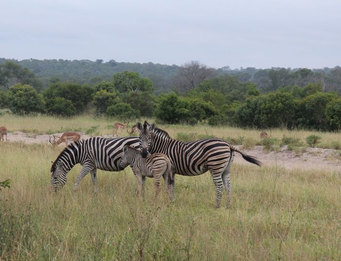 Zebras and deer on grassy field at kruger national park