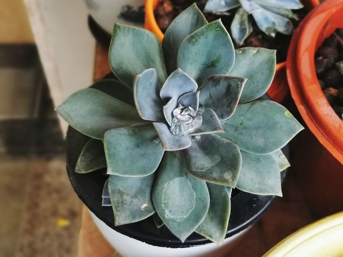 High angle view of succulent plant in pot