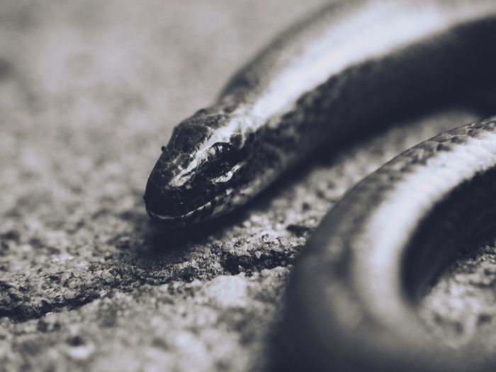 Close-up of snake