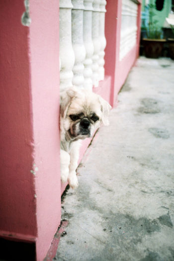 Portrait of dog