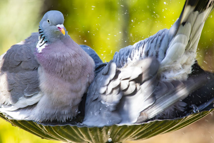 Close-up of pigeons perching in a water