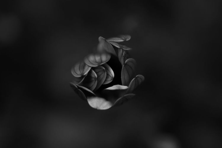 Close-up of flower blooming outdoors