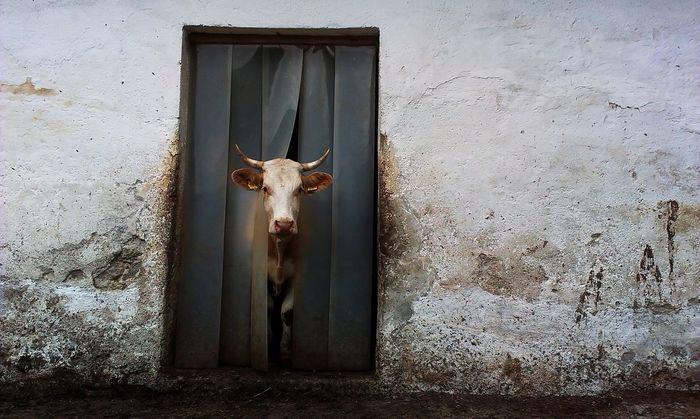 Cow looking trough door